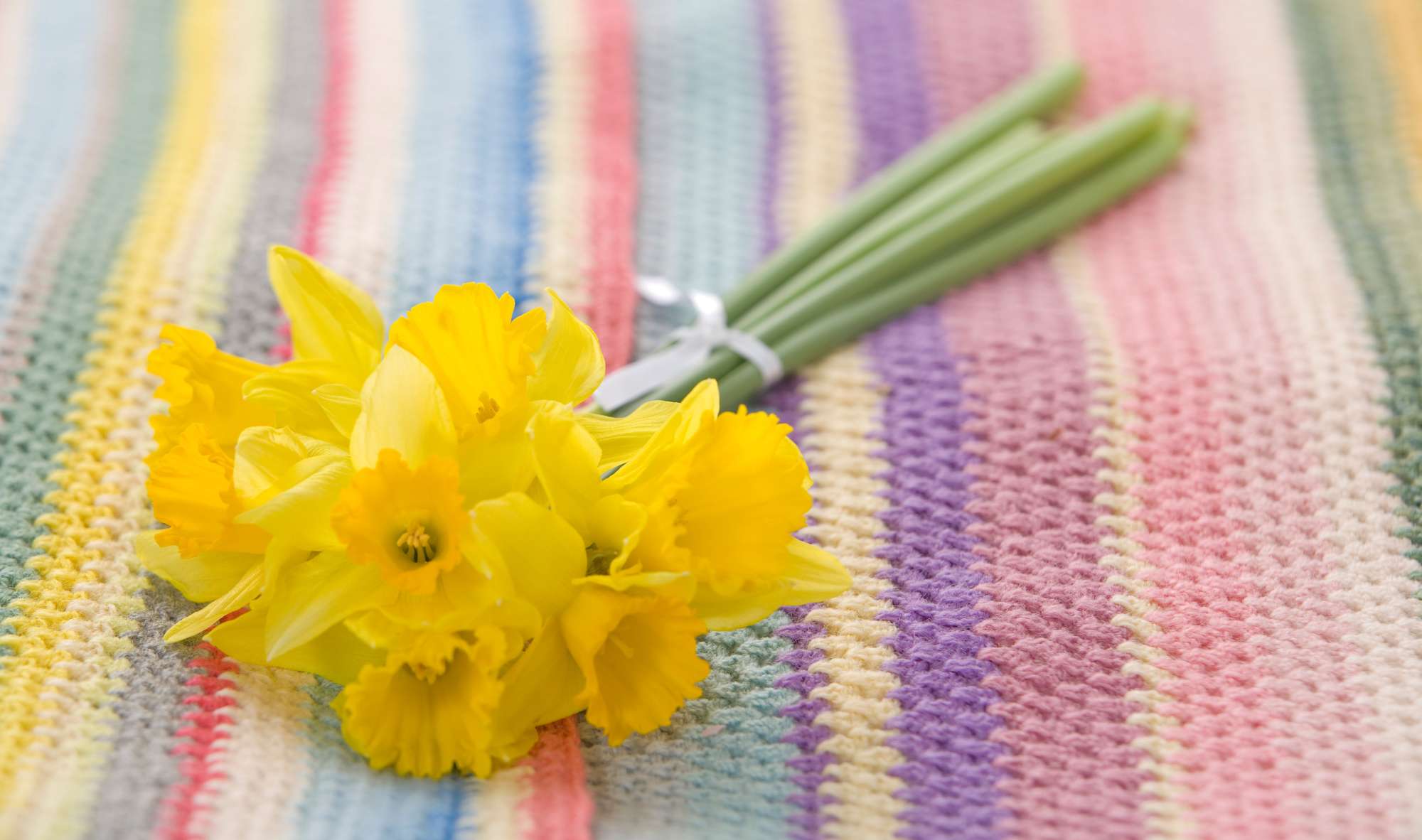 Gifting daffodils